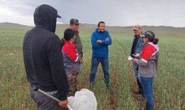 ТӨВ, ДАРХАН-УУЛ АЙМГИЙН ТАРИАЛАНГИЙН ТАЛБАЙД ТАРХСАН ТАРИМАЛ  УРГАМЛЫН ӨВЧИН, ХӨНӨӨЛТ ШАВЬЖ, ХОГ УРГАМАЛ, МЭРЭГЧ АМЬТНЫ  ТАРХАЛТ, ХӨНӨӨЛИЙН СУДАЛГАА